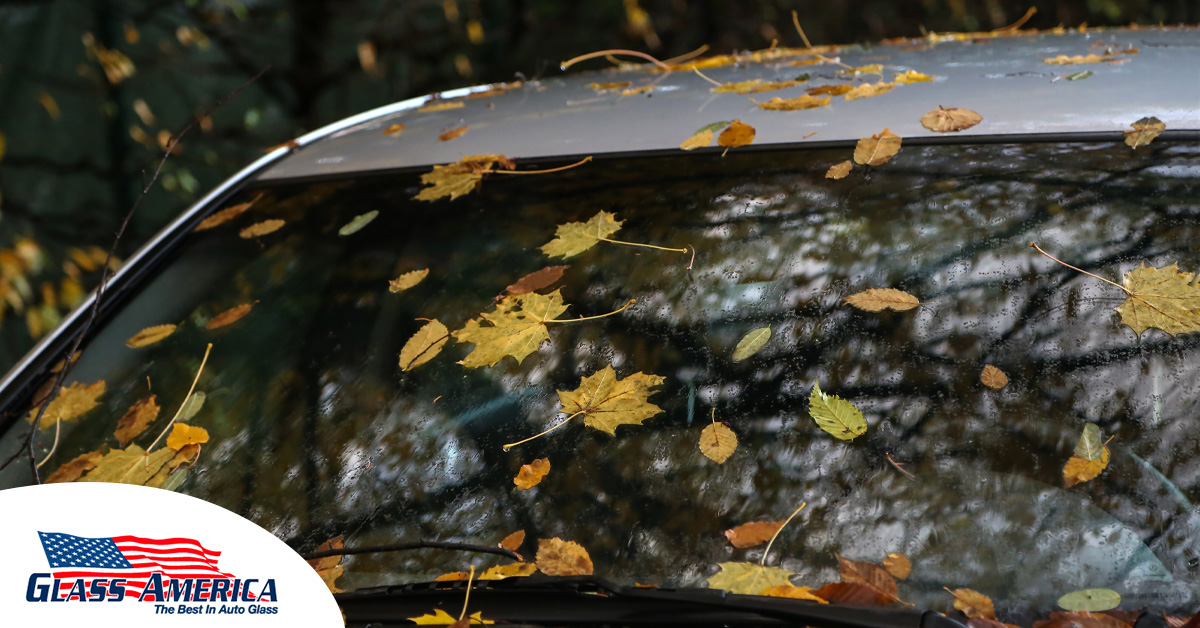Tips for Removing Fall Leaves from Windshield